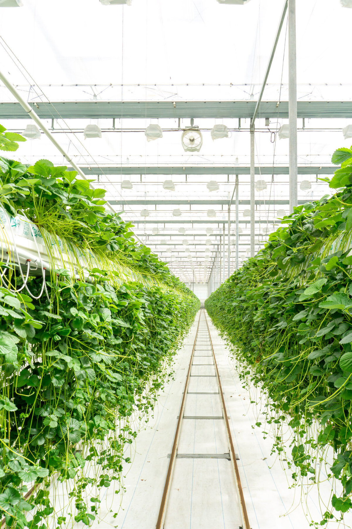 Nourse Farms Web Size-15