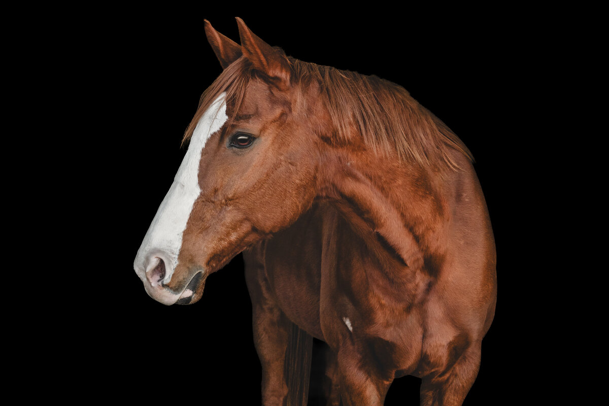 Sam | Black Background Horse Photography  | JGP Equine