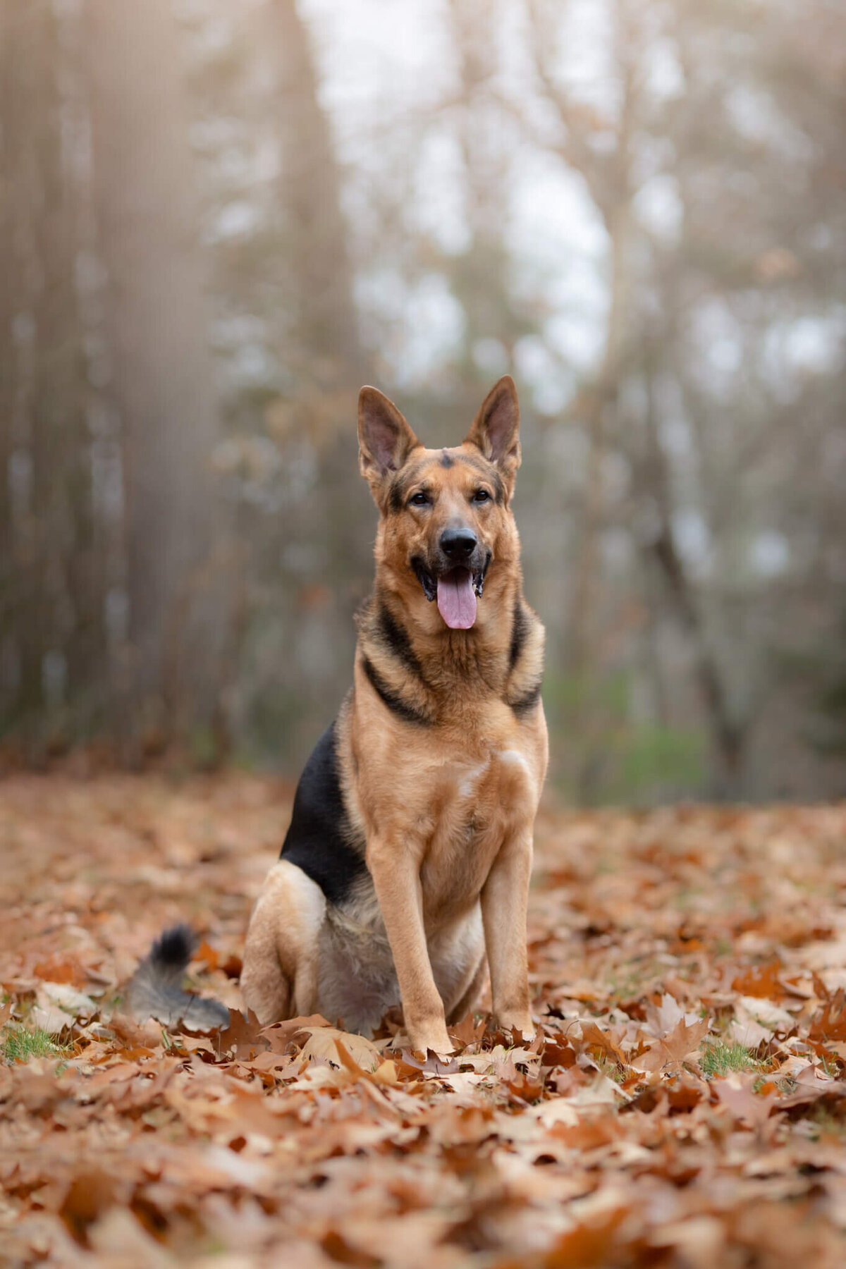 Handsome German Shepard sitting in a Worcester area forest in the fall leaves