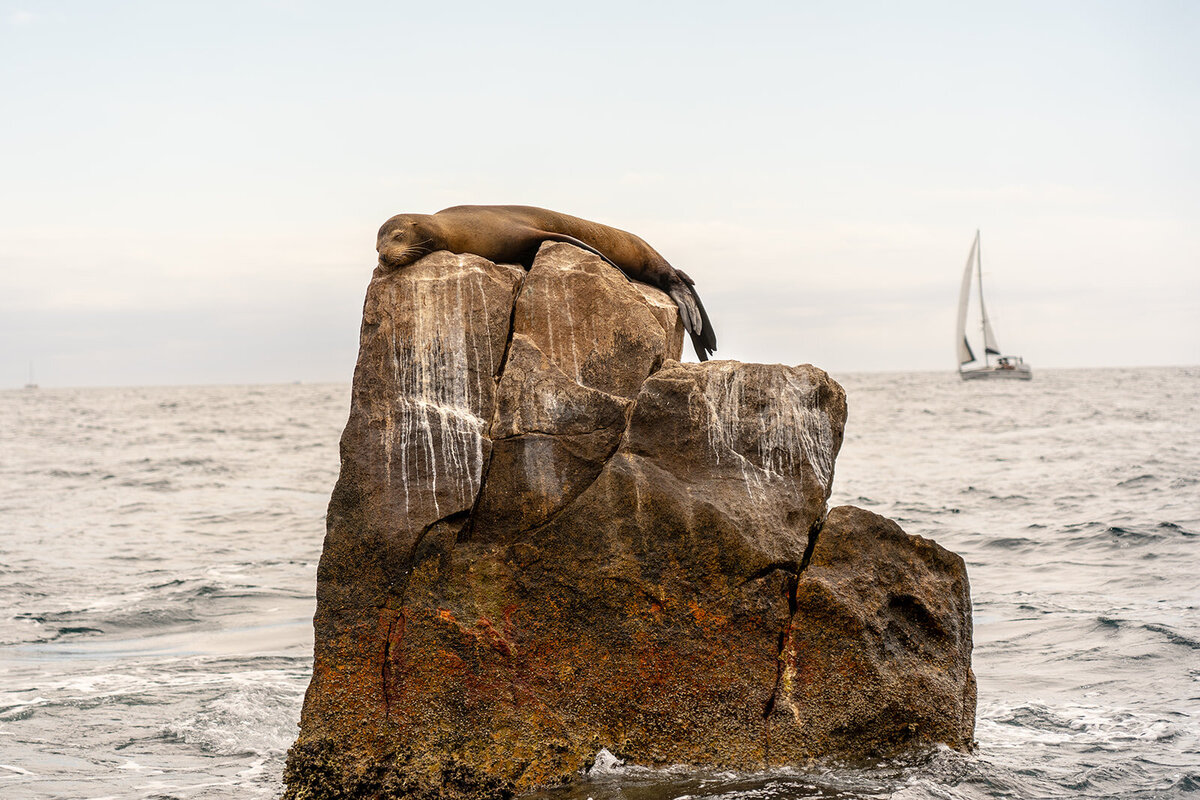 Rachael-Zimmerman-Photography-Denver-Colorado-Maui-Hawaii-LGBTQ-Adventure-Photographer-Animals-19