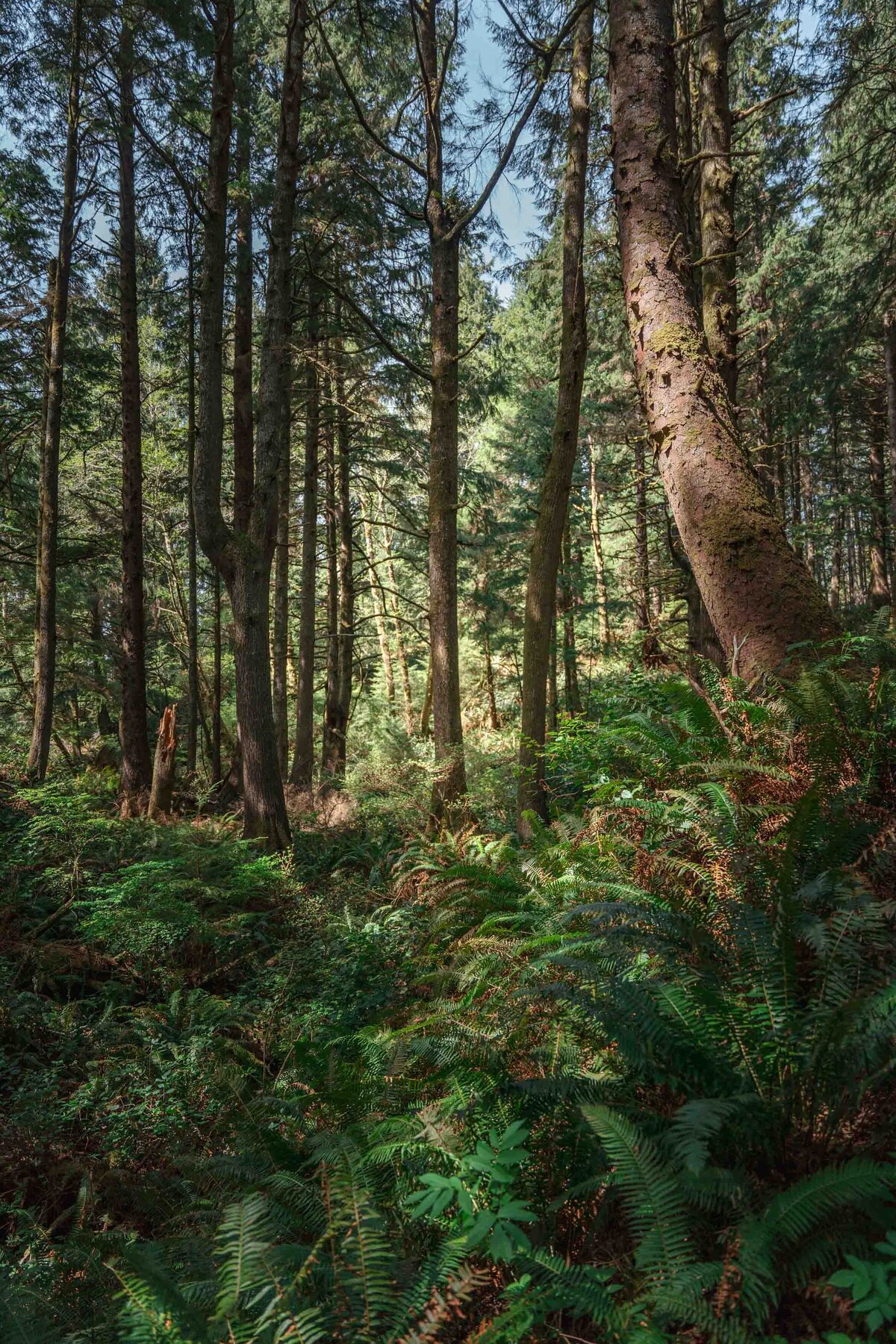 ecola-state-park-elopement-forest-hike