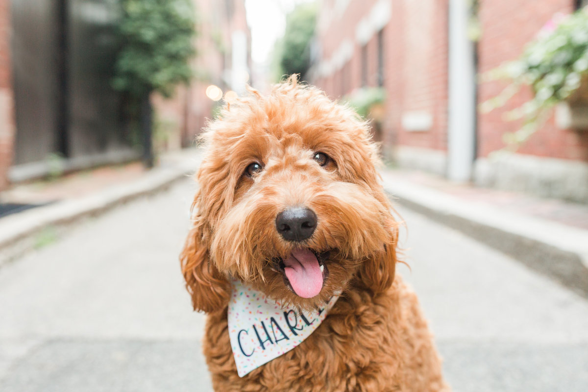 Goldendoodle with tongue hanging out on street in Beacon Hill