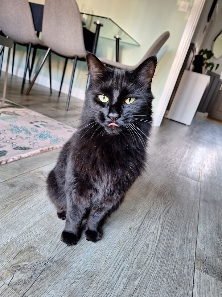 cat 3