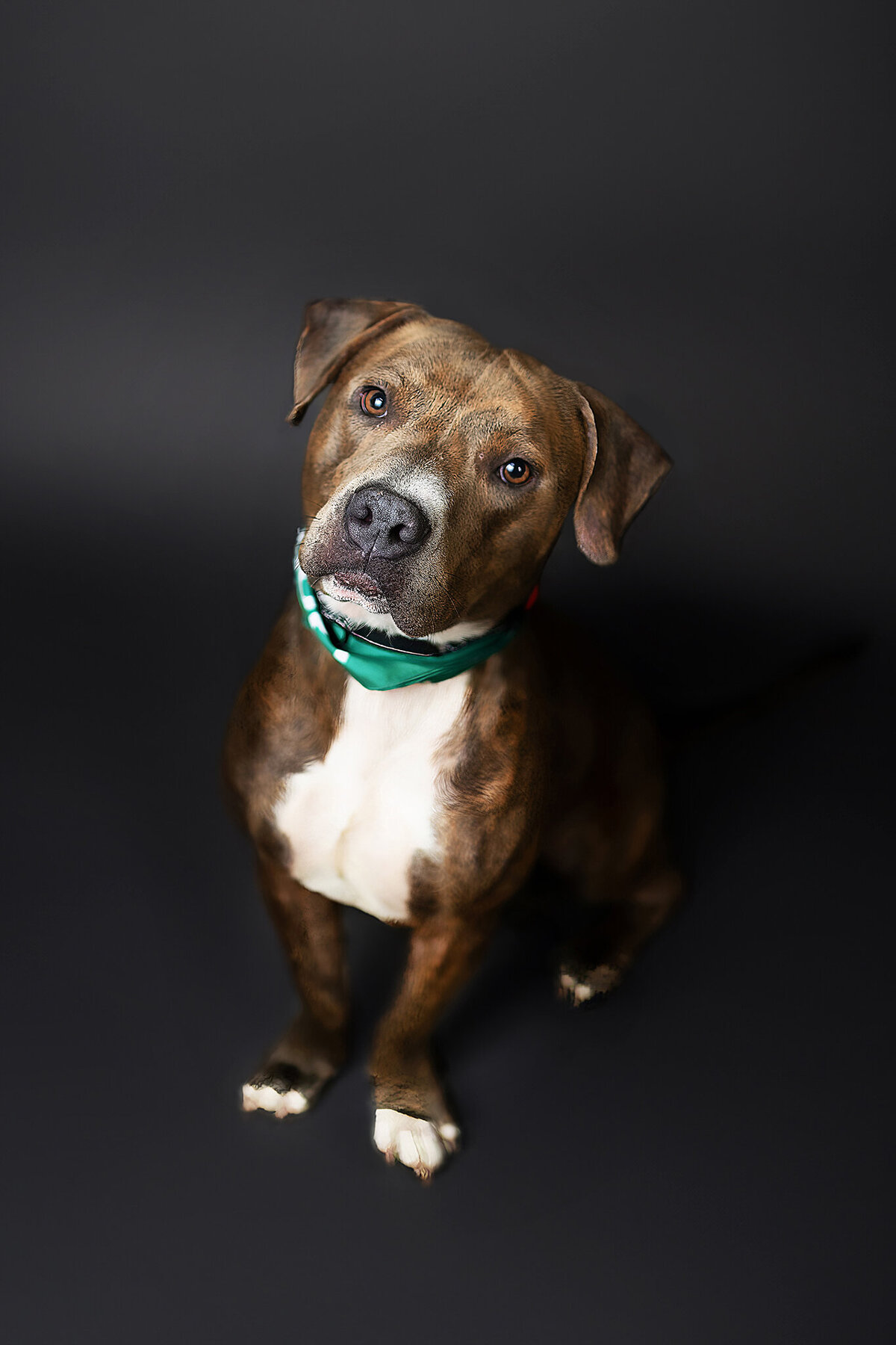 New Orleans Pet Photographer 77