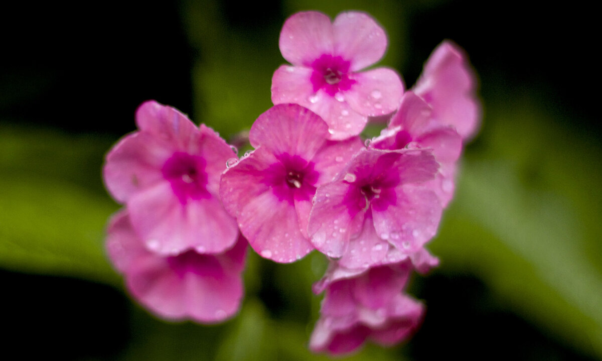 Floral photography closeup of pink flowers covered in raindrops
