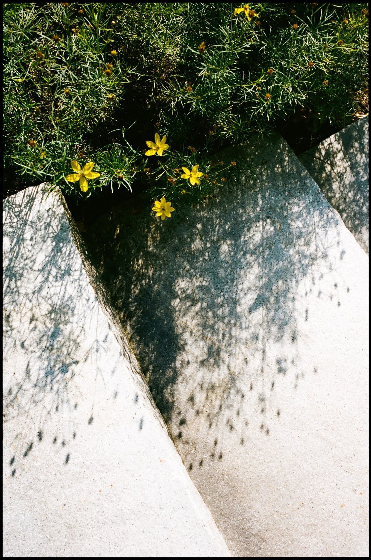 we-do-events-wildflower-on-watts-wedding6