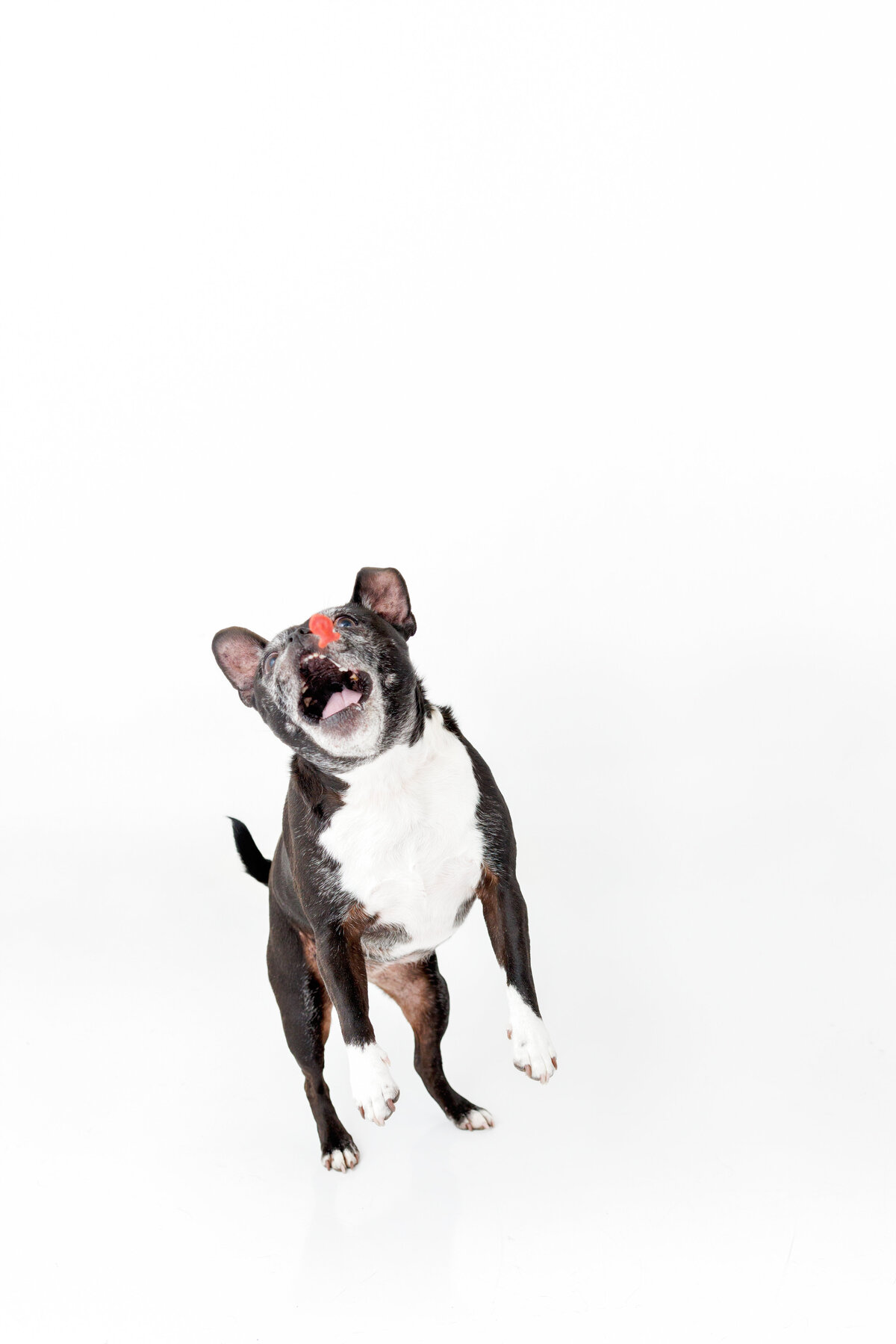 Pet Photographer Grand Junction -  358