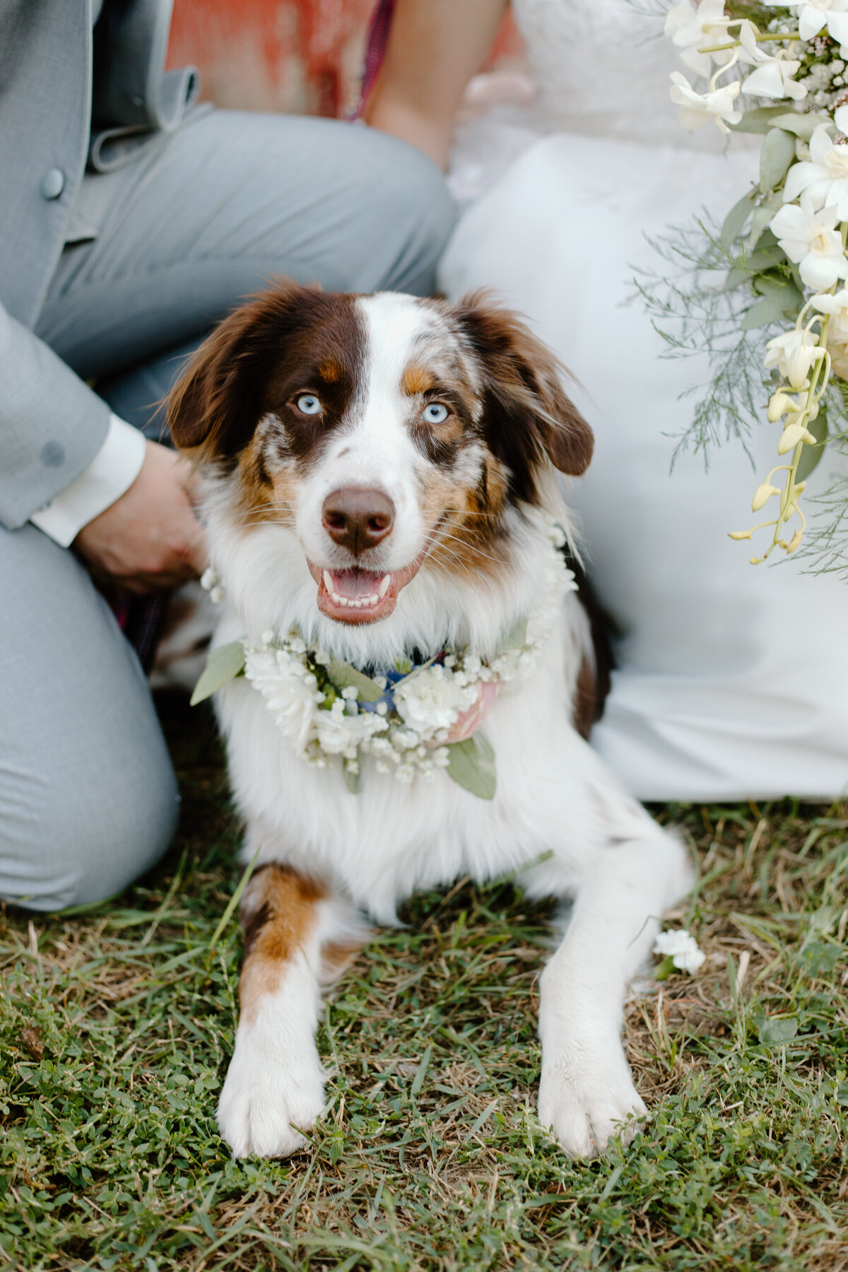 A dog sits by its owners on their wedding day in Fort Collins, Colorado.