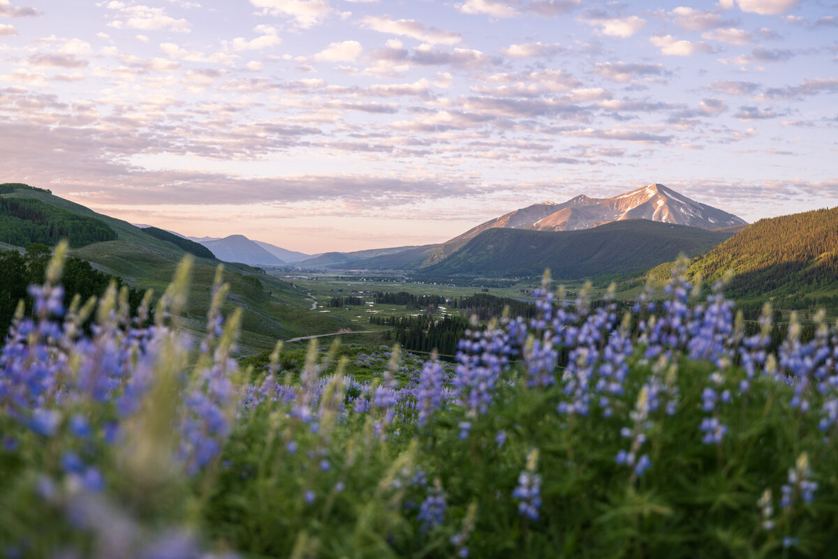 Lupine Bench-2