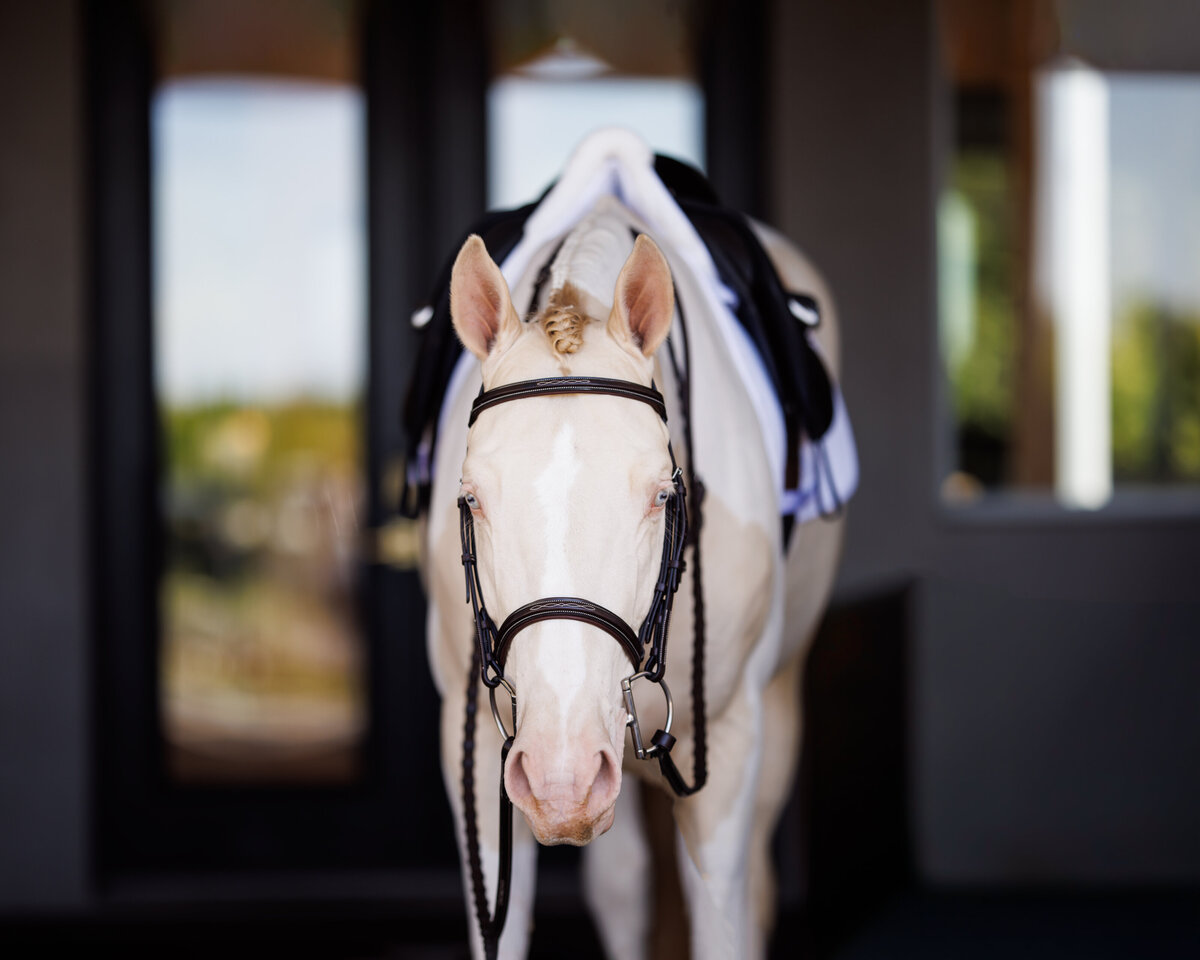 shires28