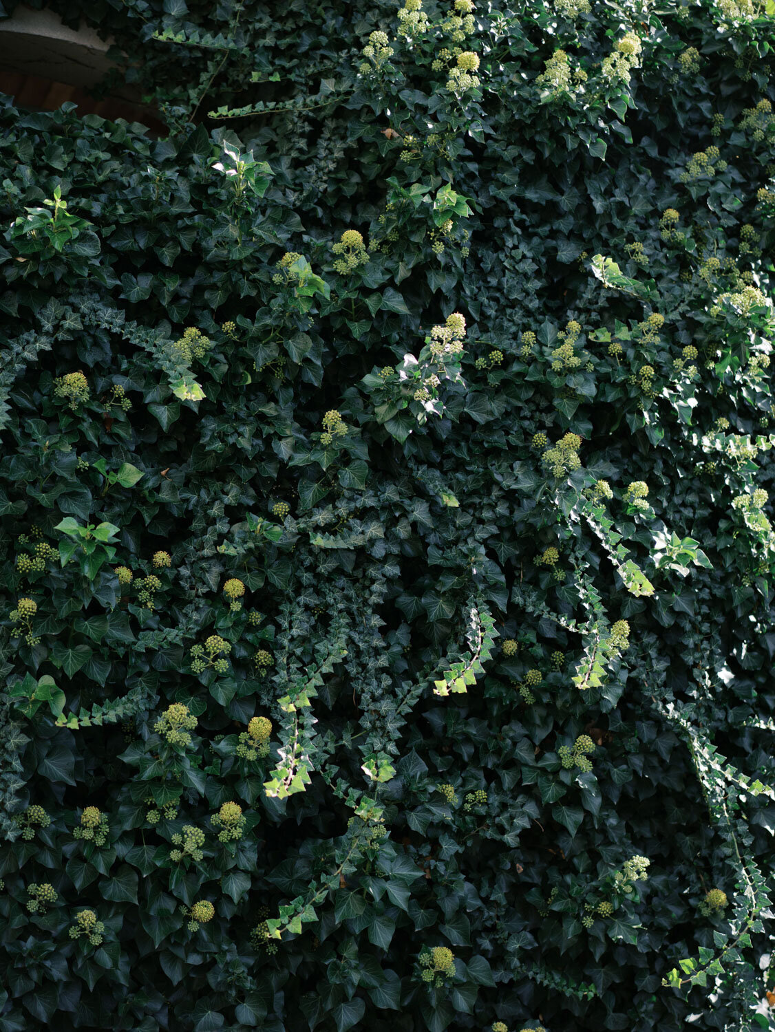 Grapevines with lush green foliage