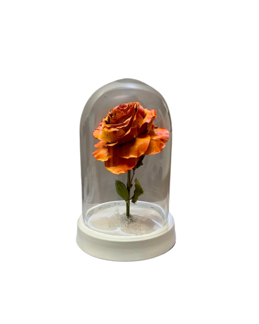 Preserved rose in dome