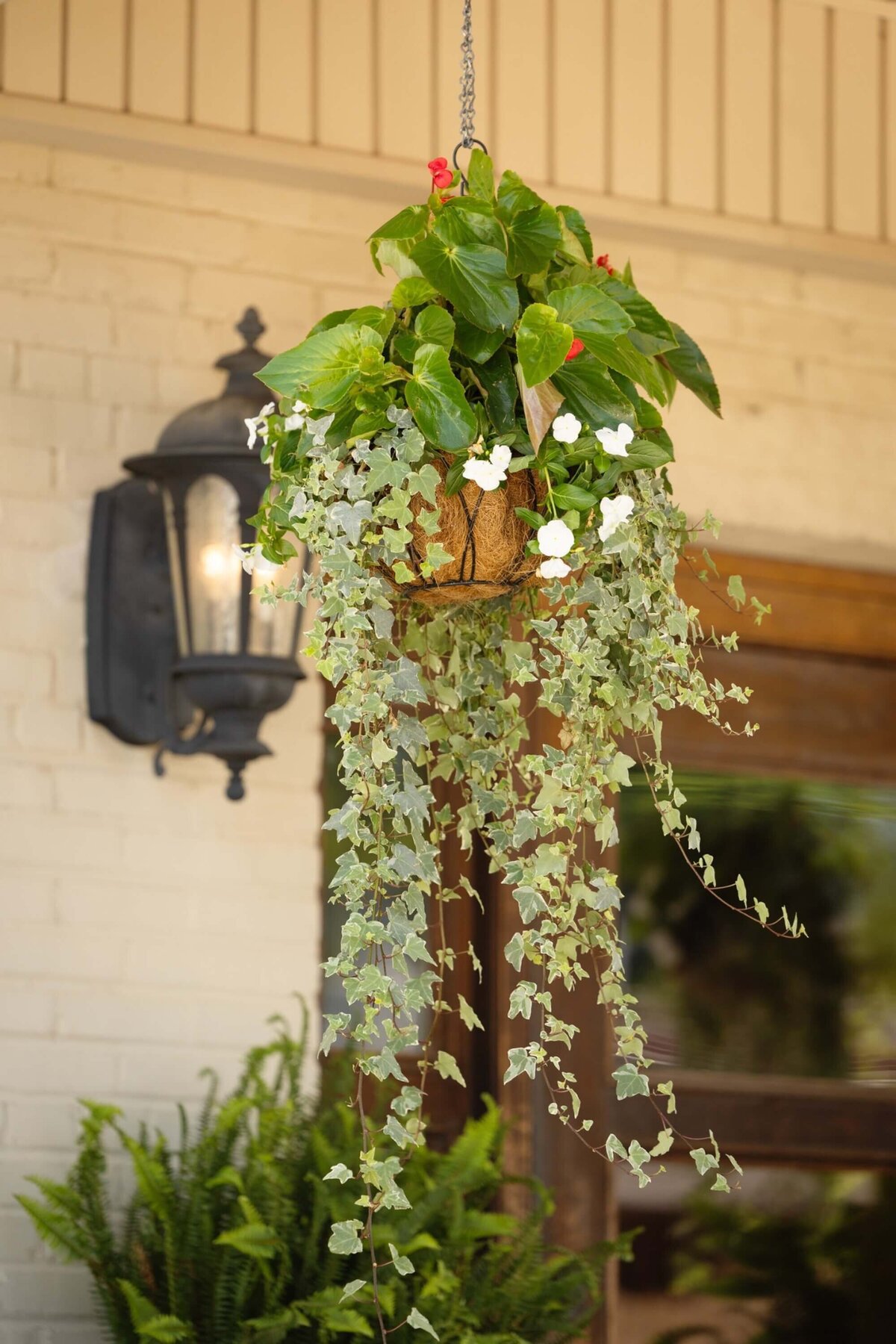 hanging-basket-white-flowers-ivy-vines-little-rock