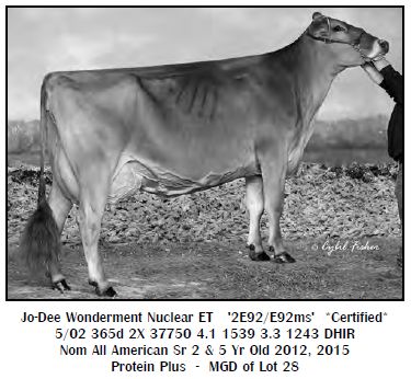 Lot 28 - Maternal Granddam