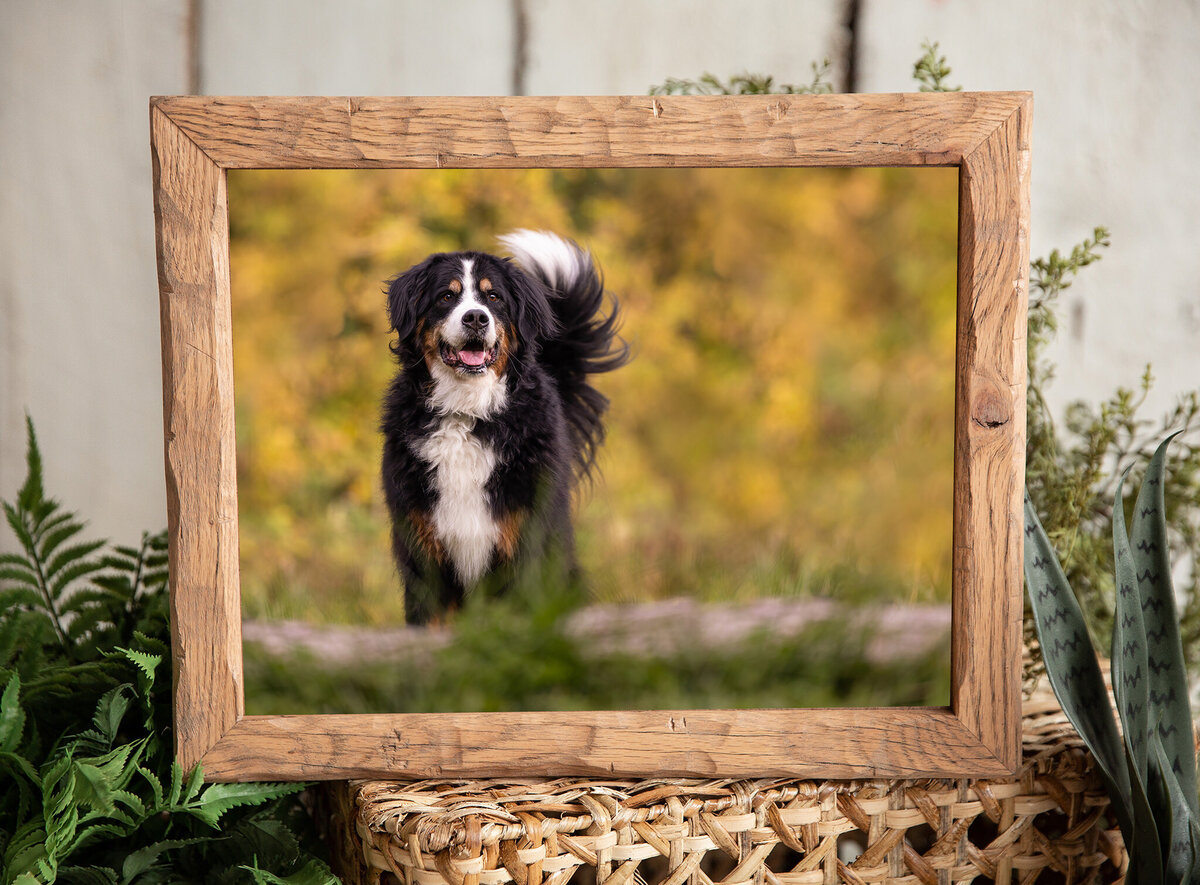 bernese dog in a frame