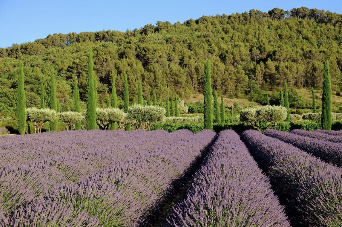 Domaine-des-Andeols-lavender