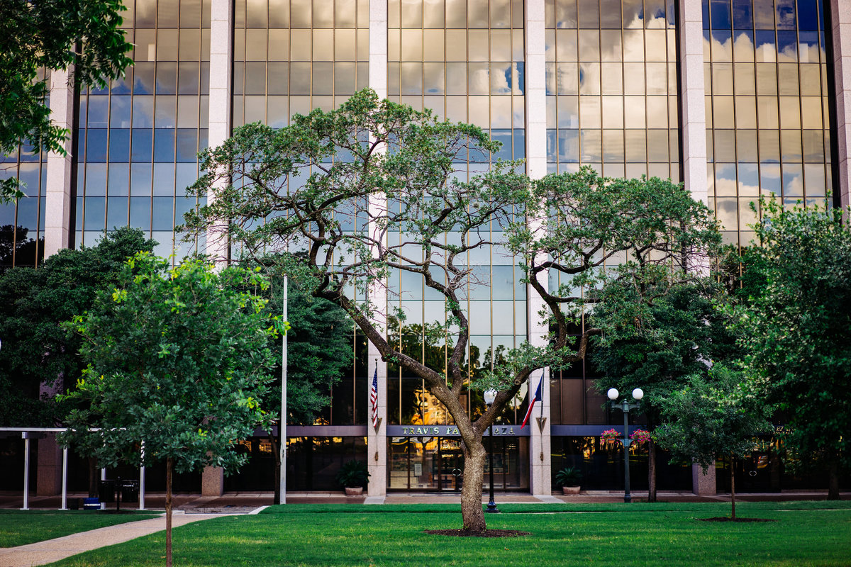 tree in travis park with clouds reflecting off window of building