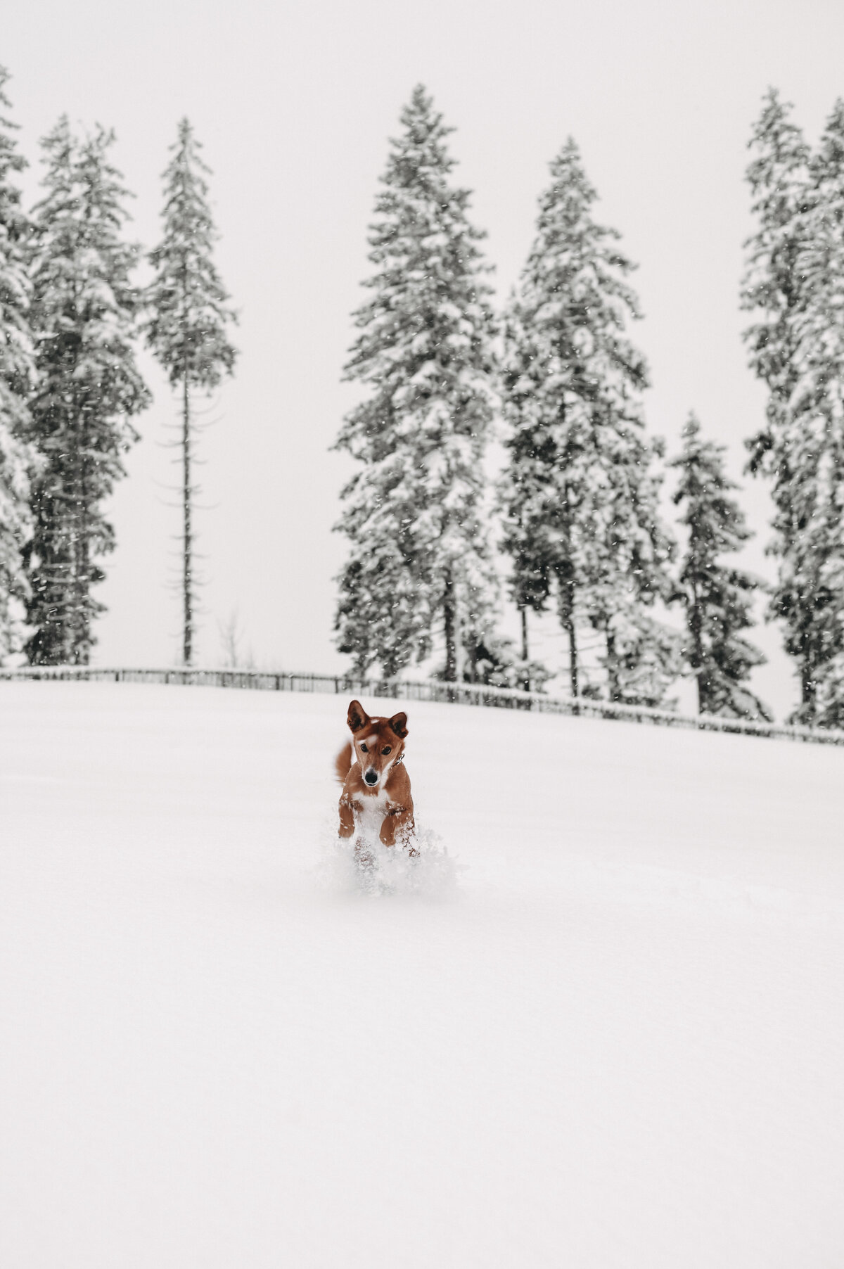 hund-jufenalm-haustier4