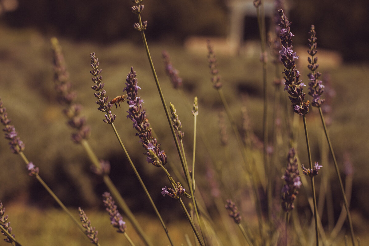 Iowa Lavender_F20A4613