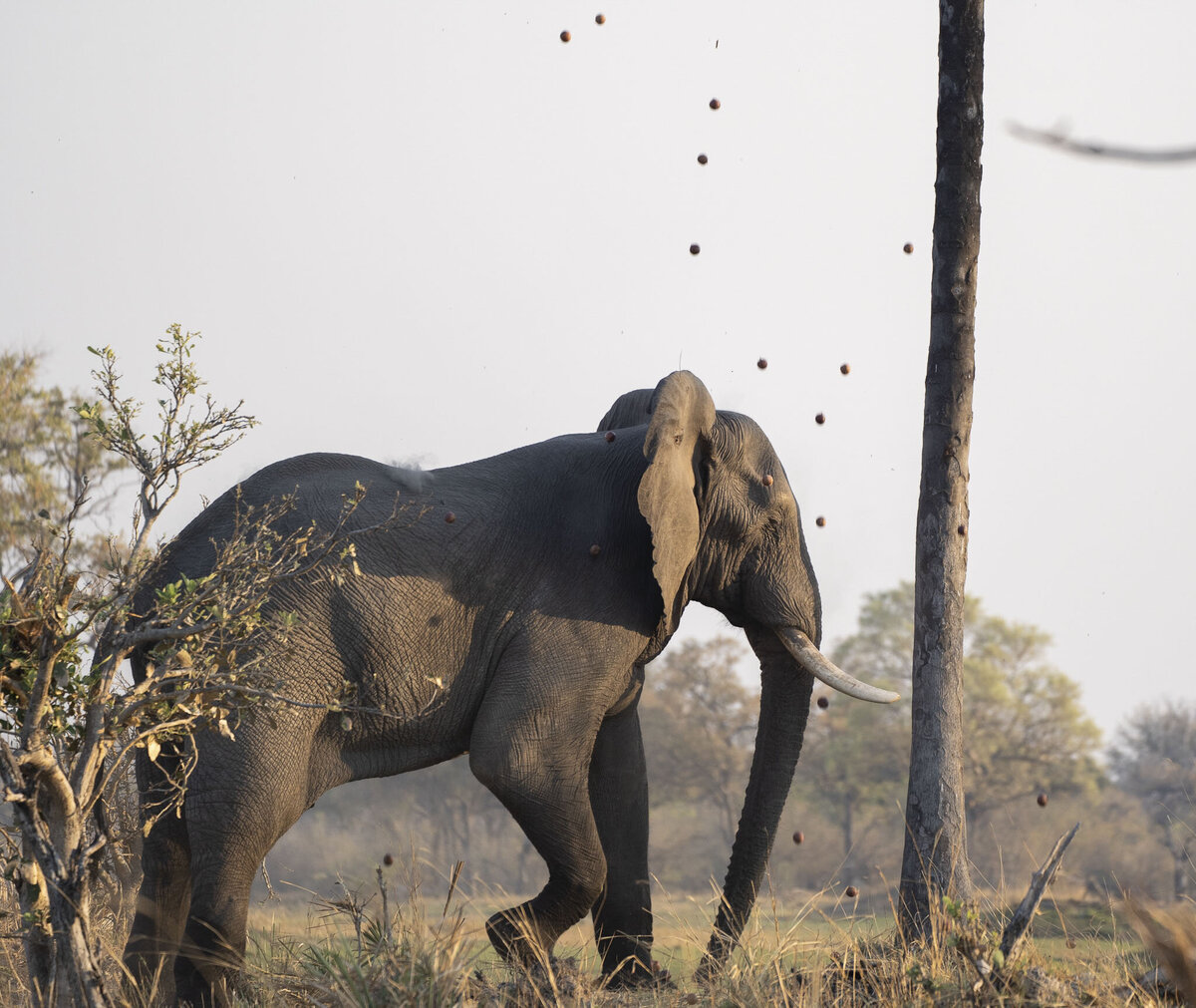 Elephants Eating from Palm Tree in Okavango Delta Sanctuary Retreats Safari_By Stephanie Vermillion