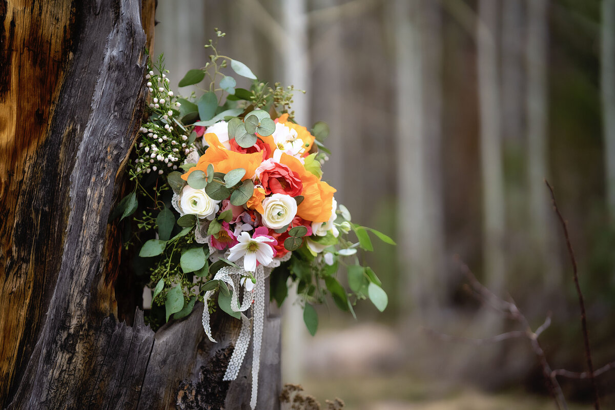 A close up shot of the bridal bouquet, in the trunk of a tree on a beautiful evening in Aspen, Colorado,