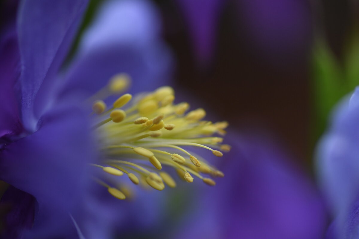 May garden - 300