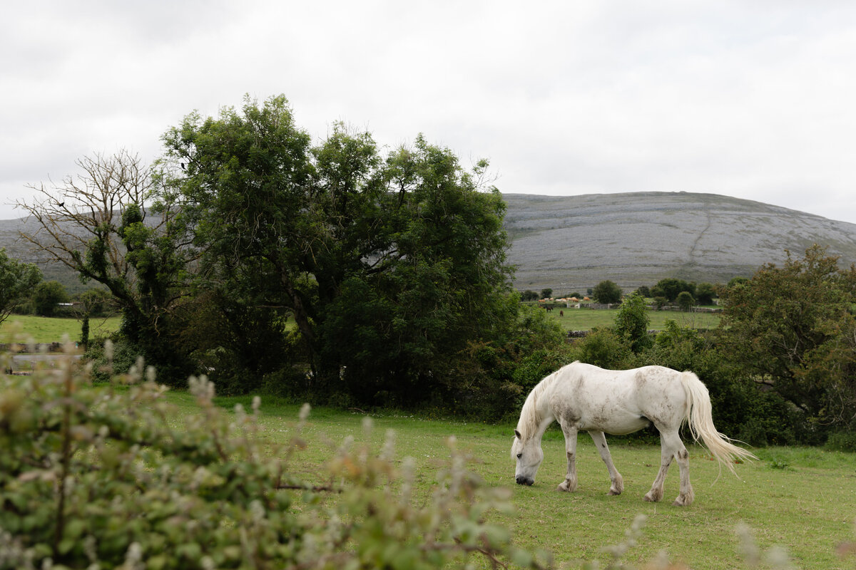 Ireland-Irish Horse-Travel Photographer-Kate Neal Photography