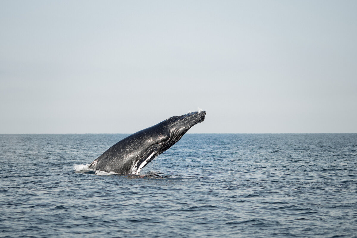 A humpback whale leaps out of the water against the clear horizon.