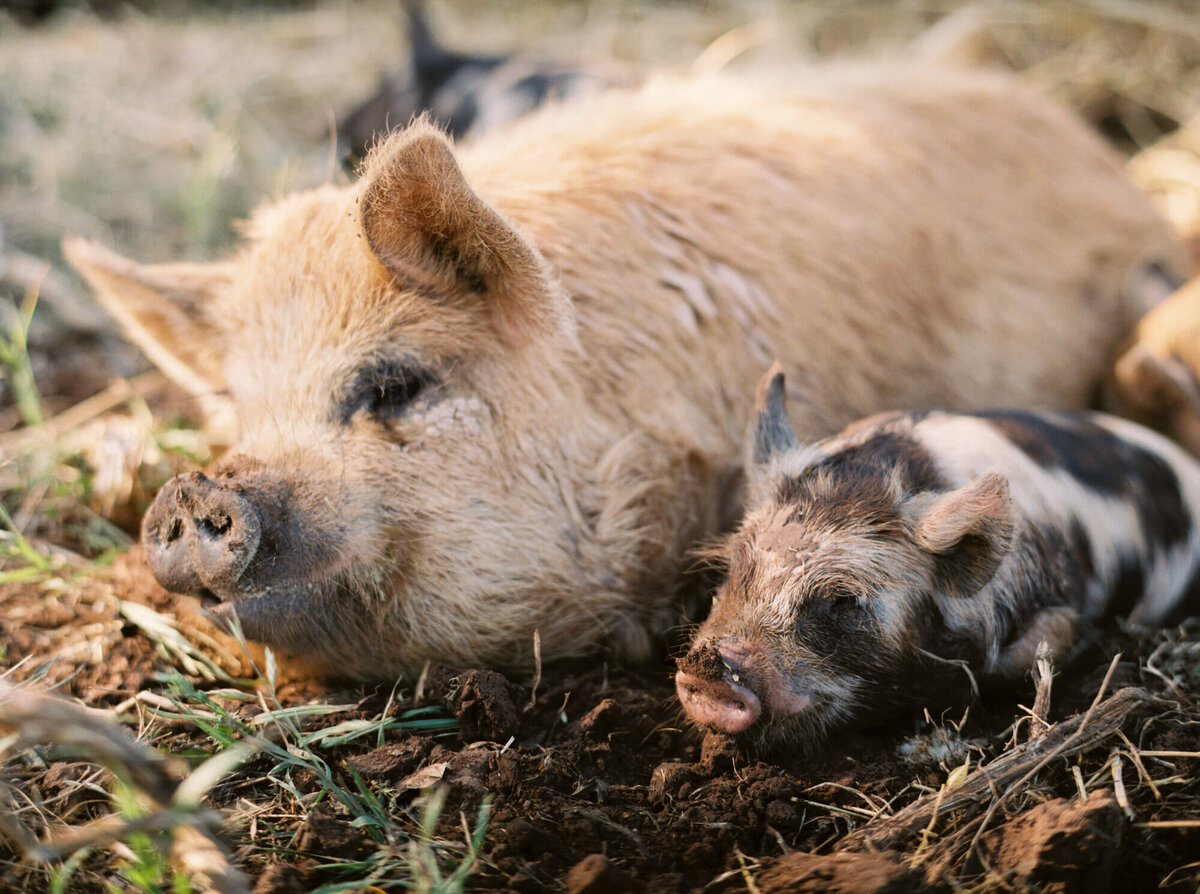 Texas Hill Country farm in Fredericksburg, TX