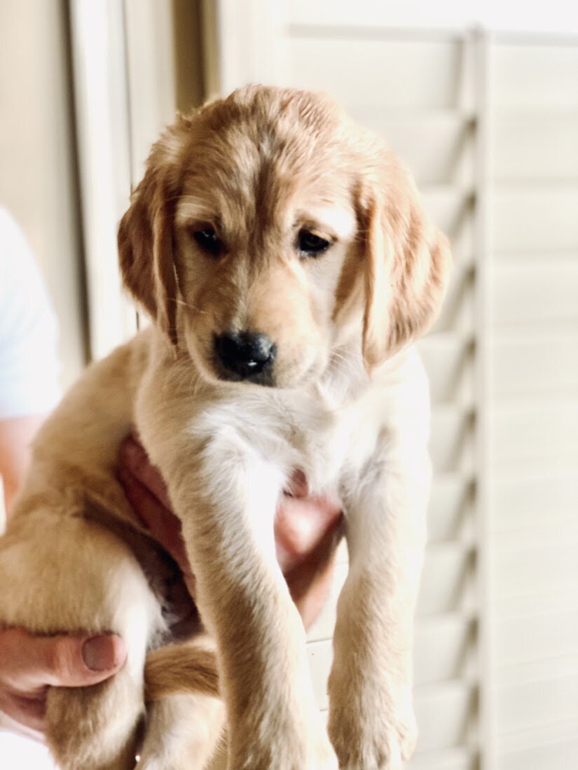 Appelgate-golden-retriever-puppies-Emmie-1