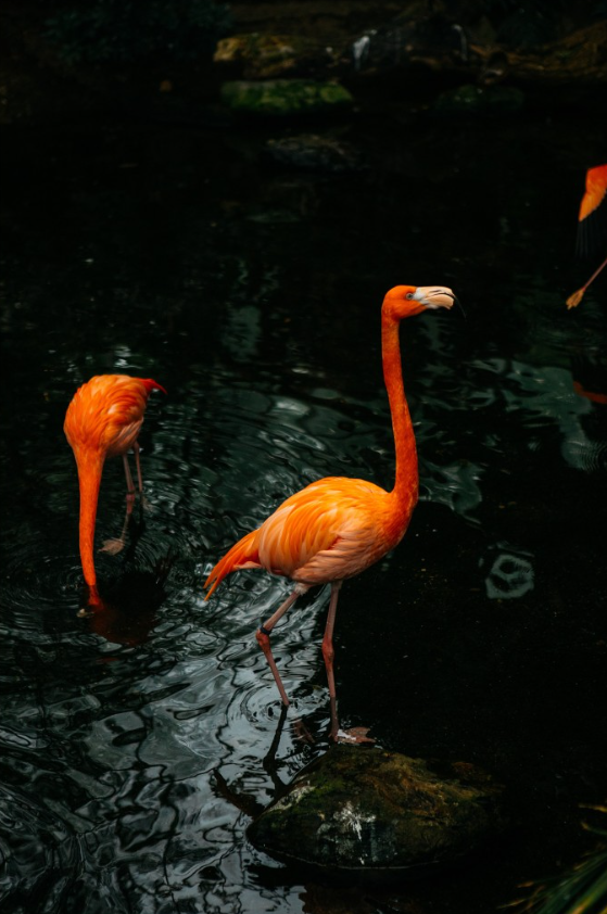 Wedding at National Aviary, Pittsburgh, PA