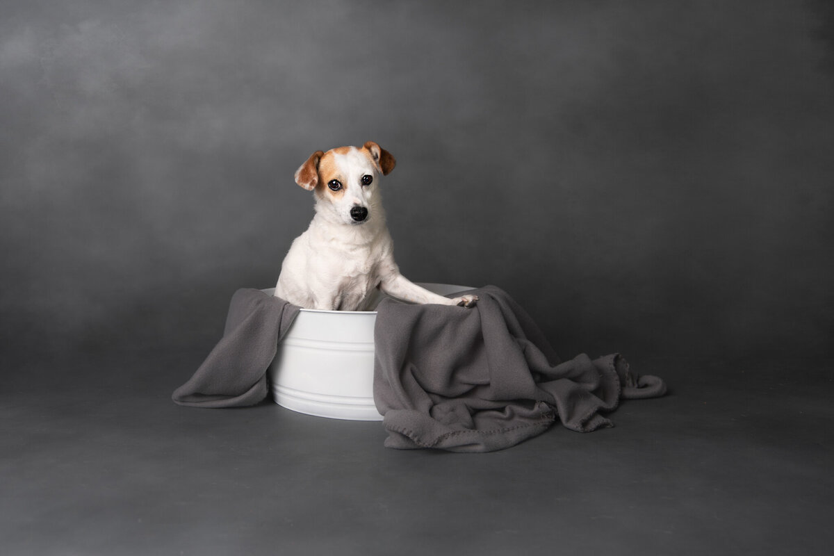 Pet Photographer Grand Junction - 139