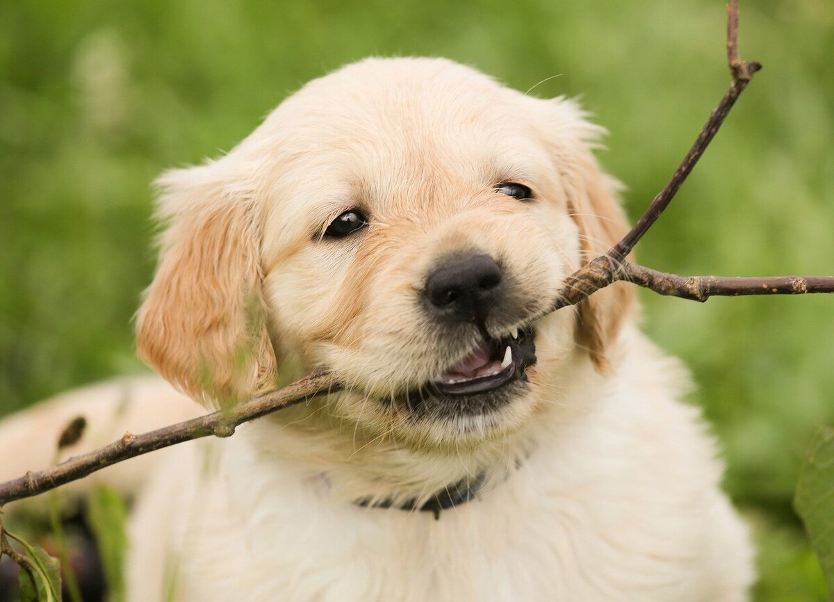 puppy-1189067_1280