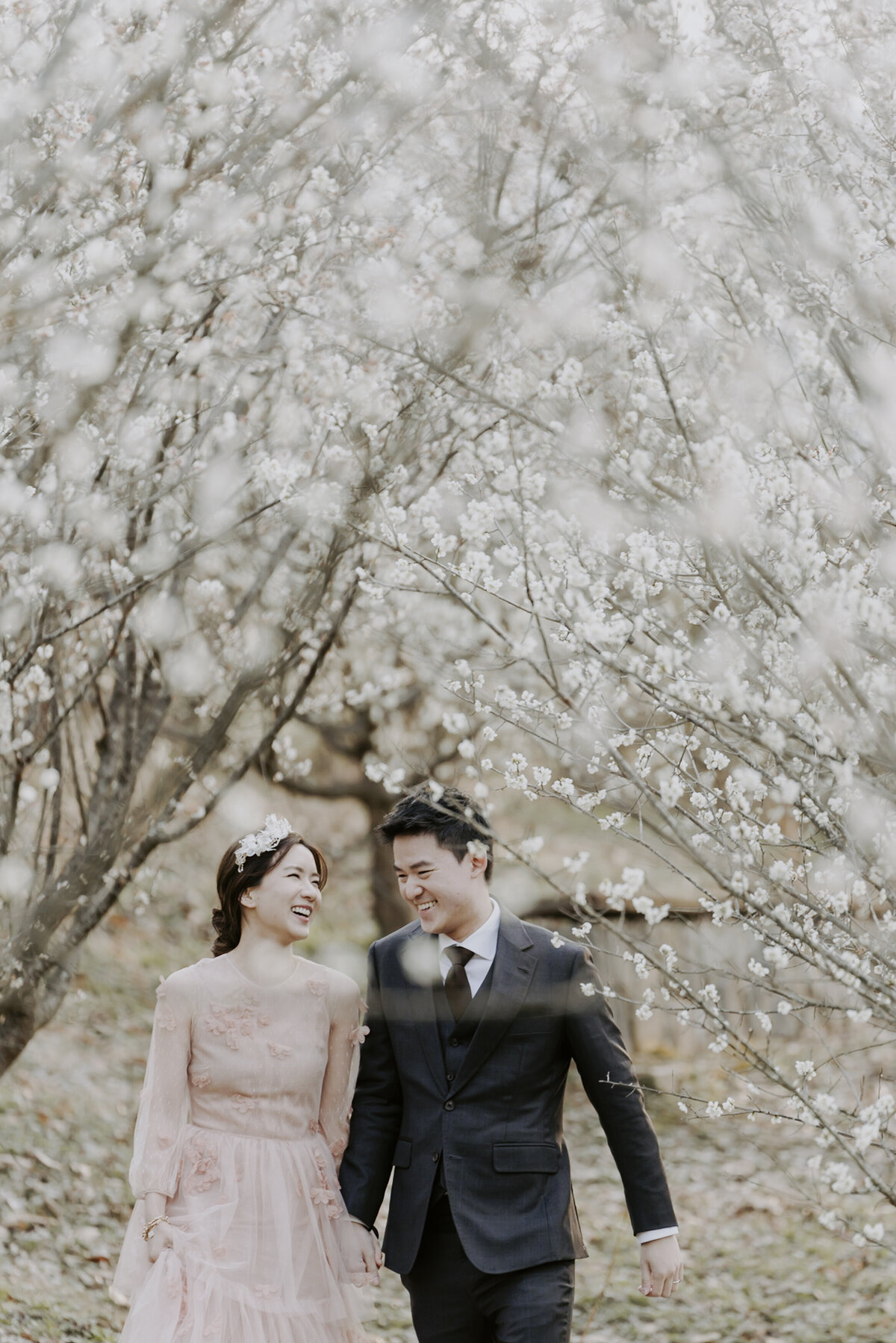 a couple walking under plum blossoms in south korea
