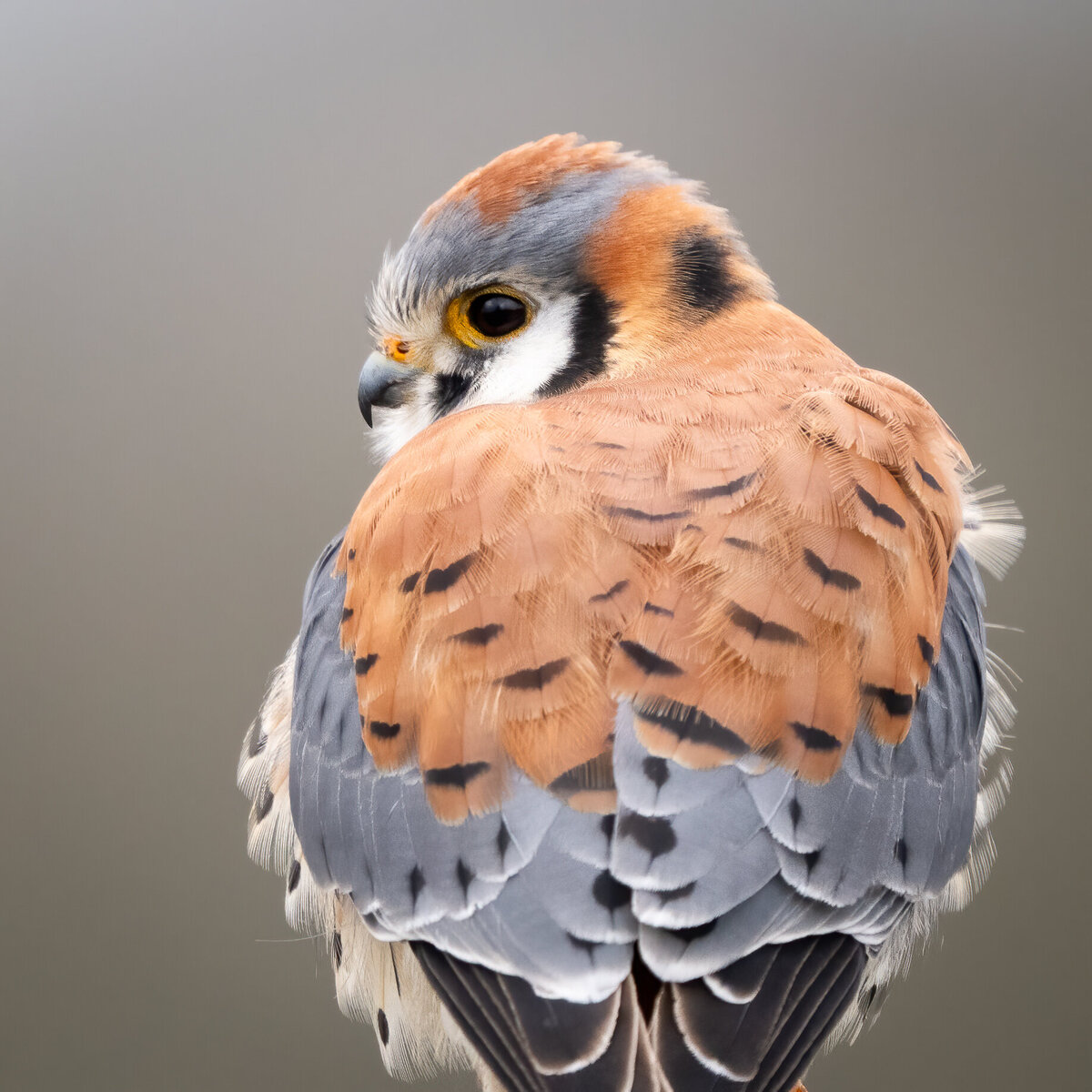 Shy Bird