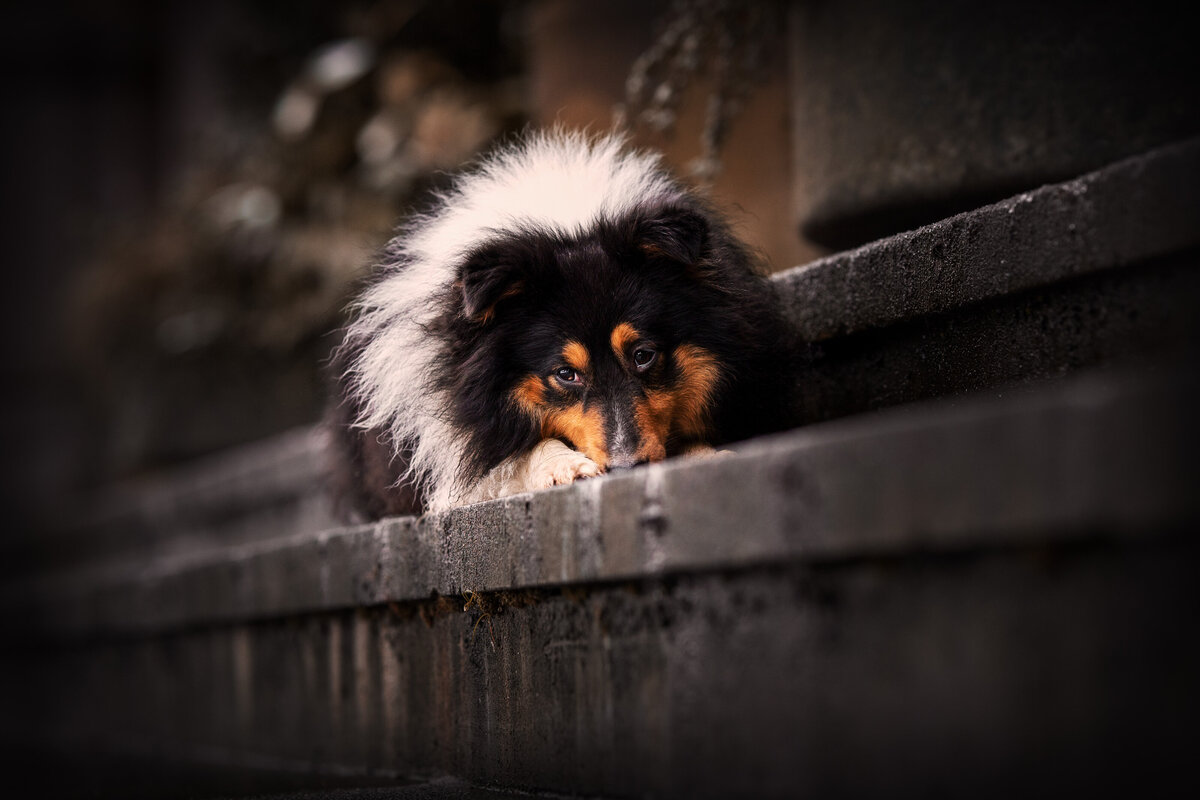 Hond
