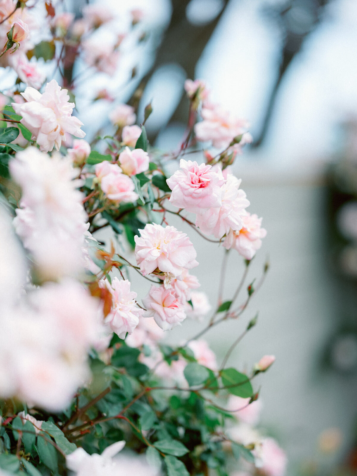 Halfmoon Bay CA Wedding Scott Sikora Photography514