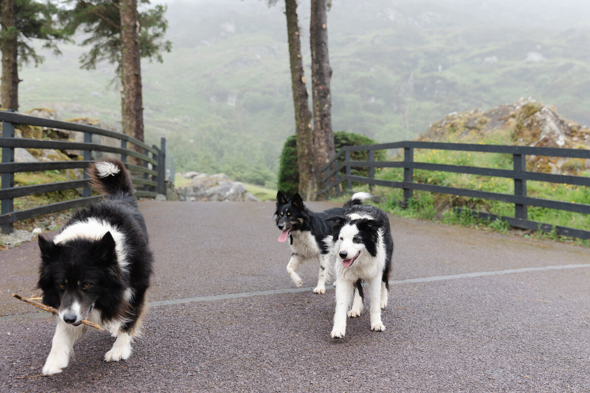 Ireland-Ireland Sheep Dogs-Travel Photographer-Kate Neal Photography