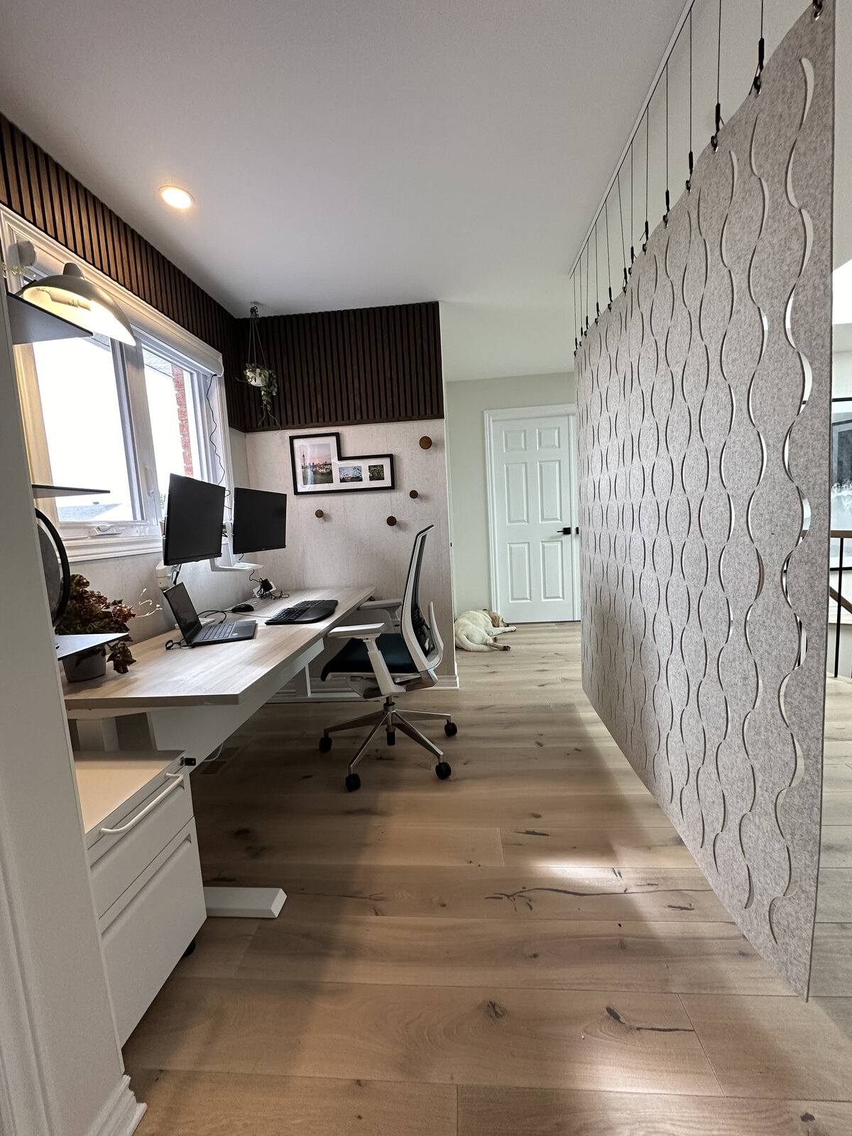 Modern home office nook with powered sit-stand desk, ergonomic office chair, surrounded by walnut wall slats, white cork tiles, hickory flooring and a grey wool felt divider. 