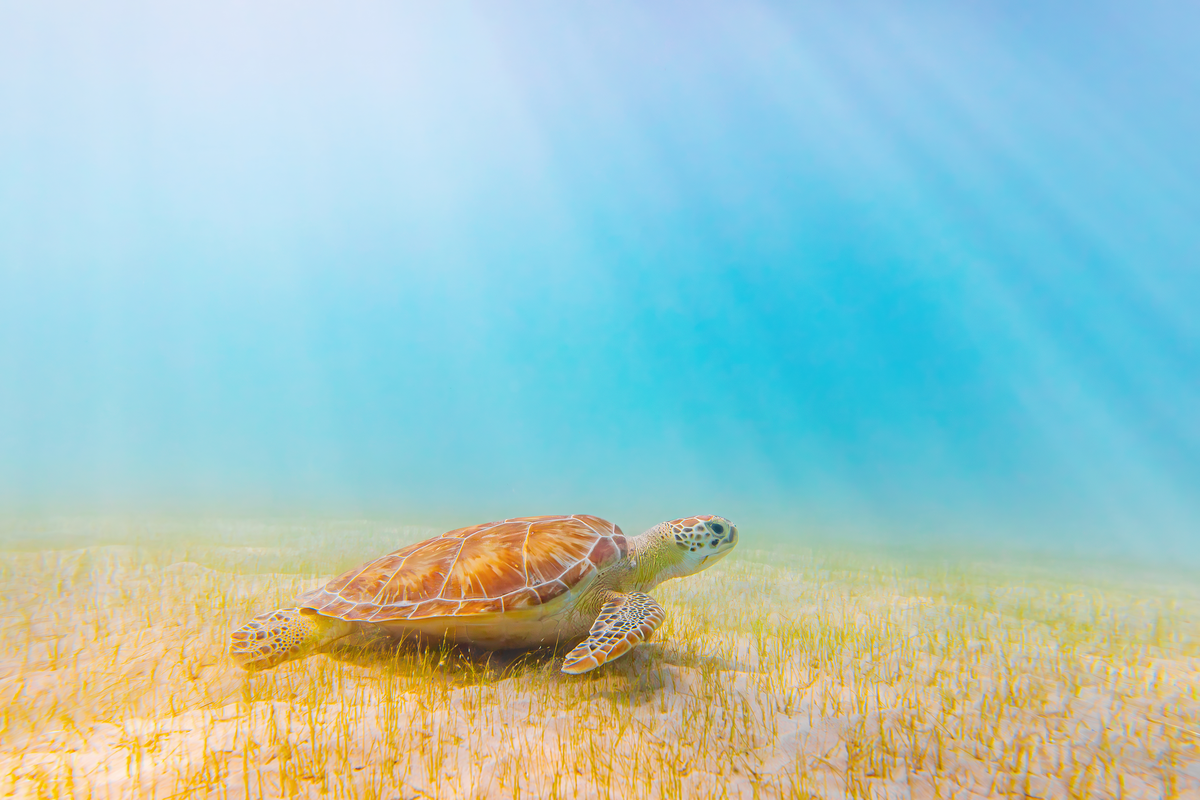 Green Sea Turtle by Michael Kaal Photography 