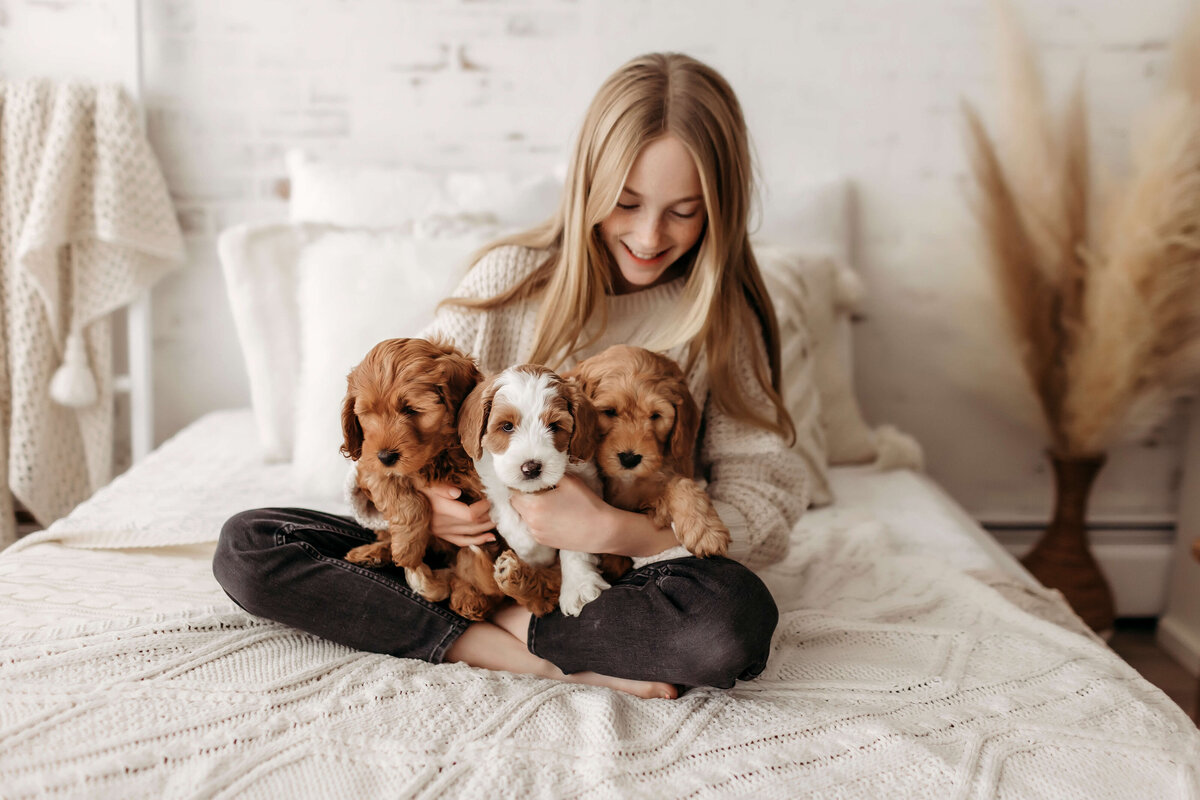 Current Australian Labradoodle Litters in British Columbia and Alberta