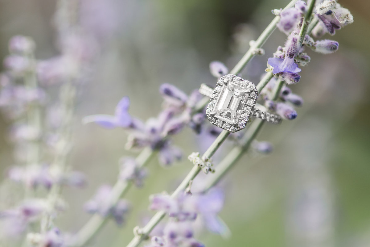 Engagement ring entangled in lavender reeds.