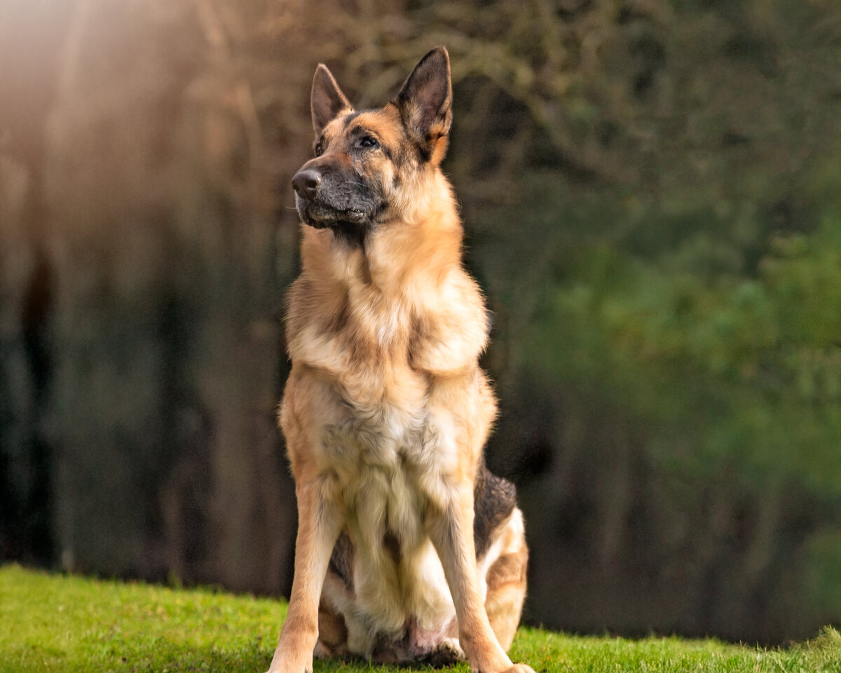seattle-pet-photographer
