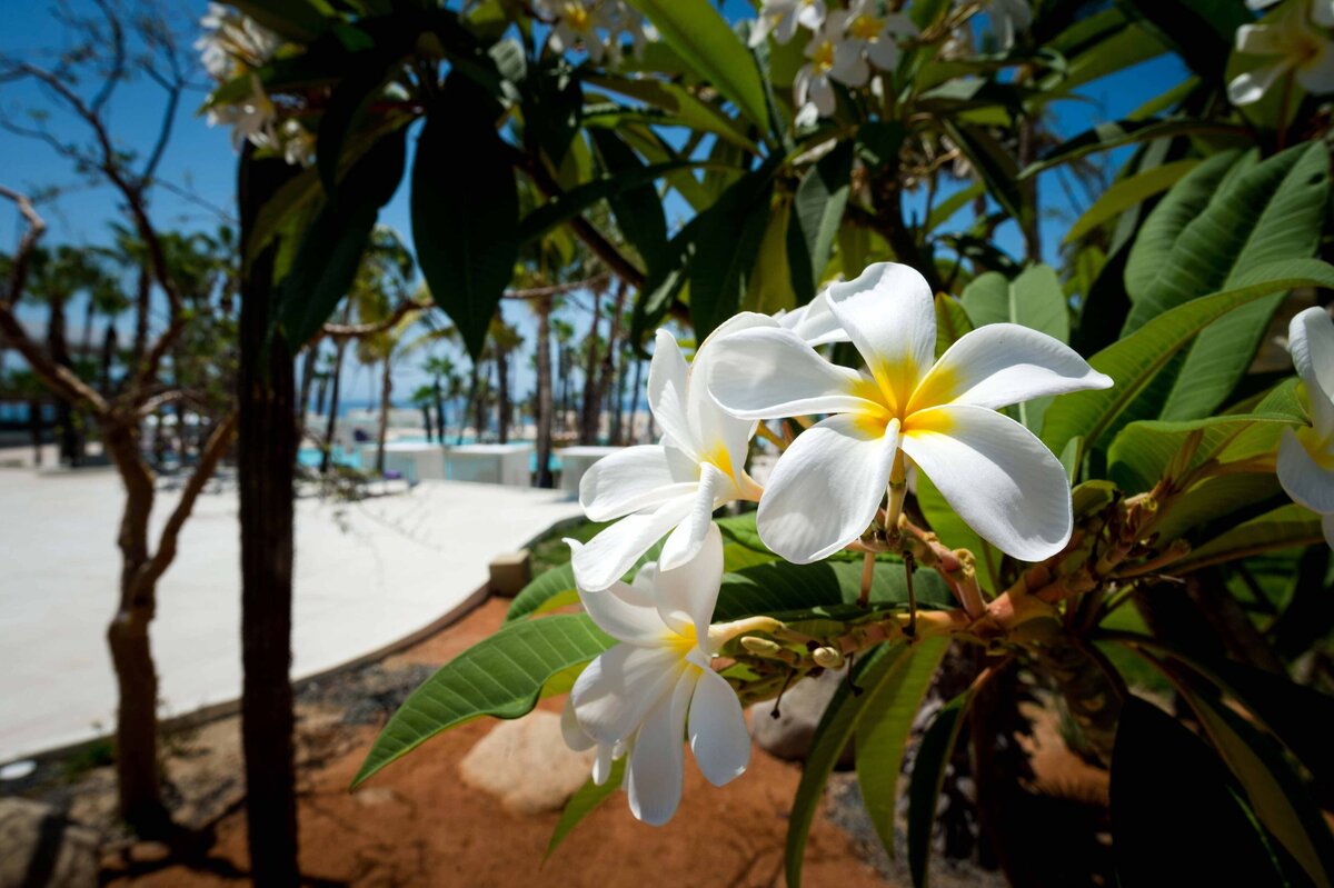 A white Orchid poolside at the Paradisus Los Cabos