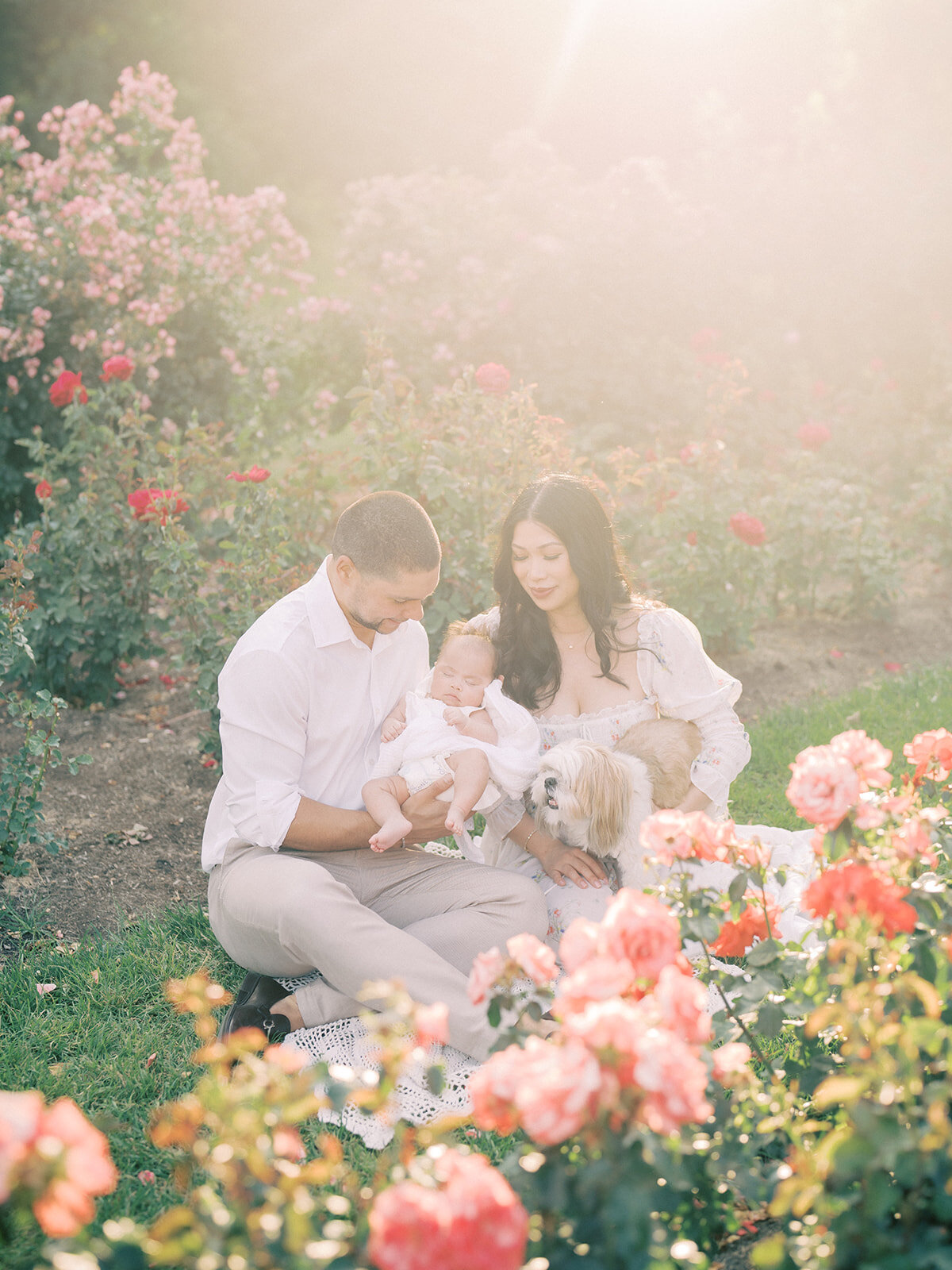 Dark-haired mother and father sit together in a rose garden holding their newborn baby girl and their small dog during sunset.