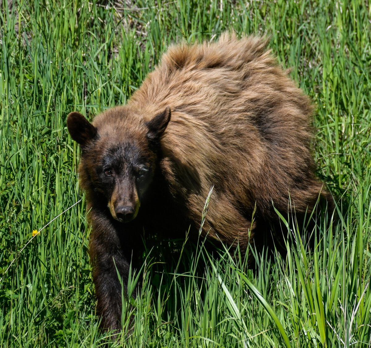 Cinnimon Bear 
