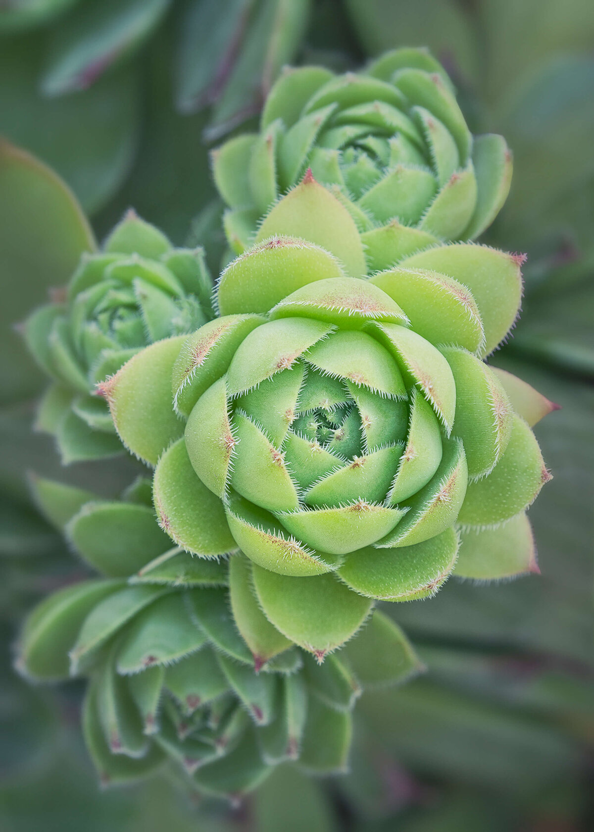 Succulent-Plant-Chrissy-Donadi-Photography-Macro-Clear-Common-Houseleek