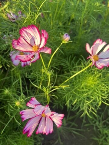 1FF162E3-31EB-4423-ADE1-D78C4FAE4025_4_5005_c