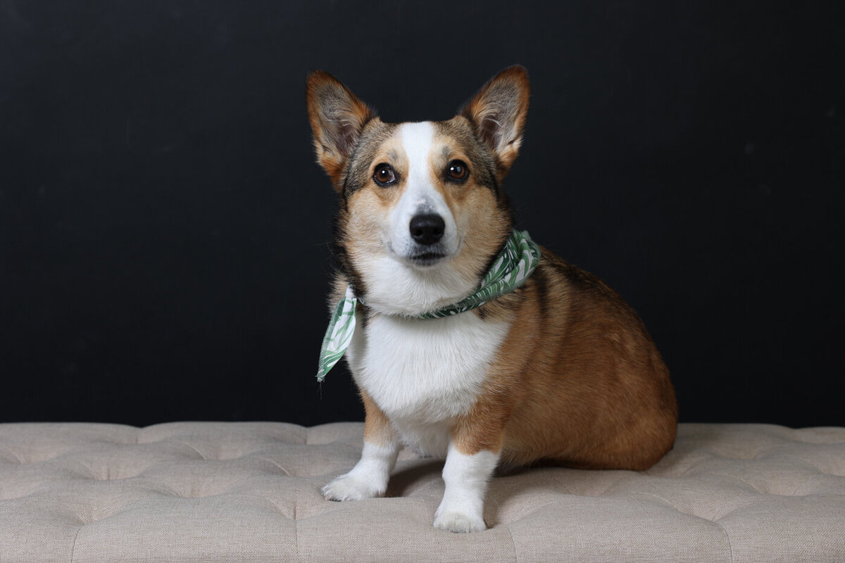 Bay Area Dog photograper-2-4
