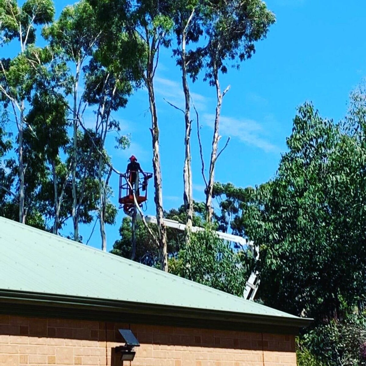 Evergreen Tree Services SA-HighClimbs002